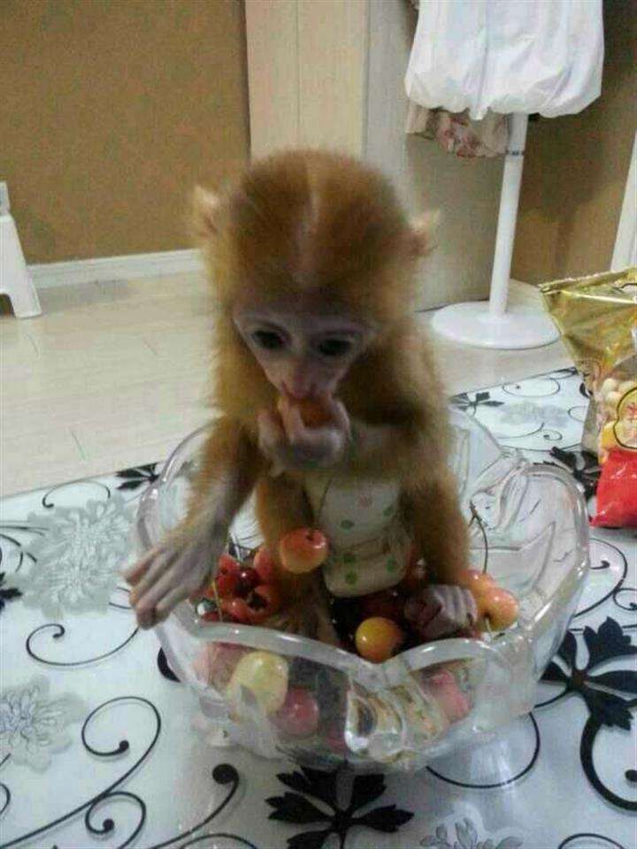 怎么买斯里兰卡虚拟币平台身份认证资料